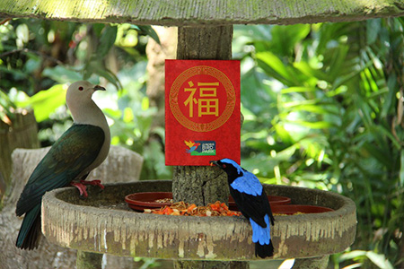 Jurong Bird Park CNY