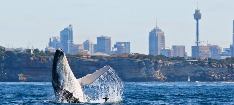 Whale Watching