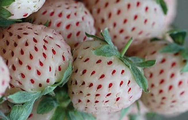 White Strawberries