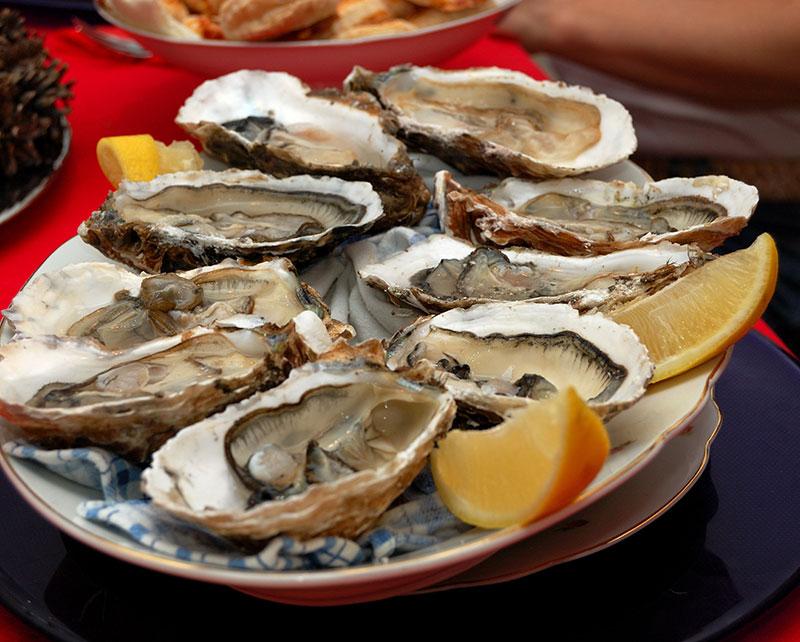 Live Oysters