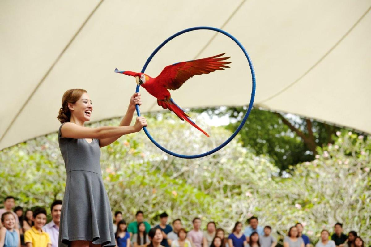 Jurong Bird Park High Flyers Show