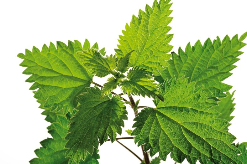 Nettle