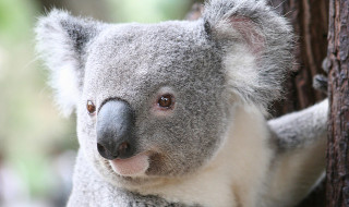 Koala at Lone Pine Koala Sanctuary