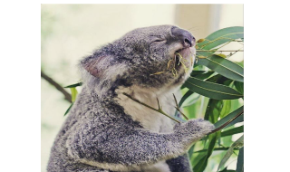 KOALA