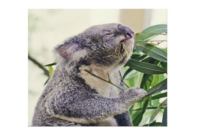 KOALA