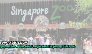 Singapore zoo 1 for 1