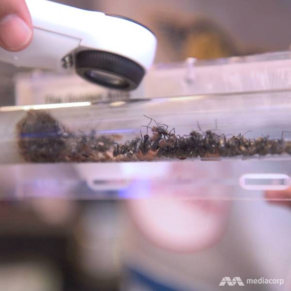 Ant shop in Singapore sells a handful of ants in a test-tube kit for ...