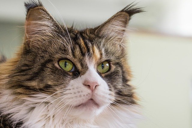 Low-Maintenance Cat Breeds To Bring Home - 1