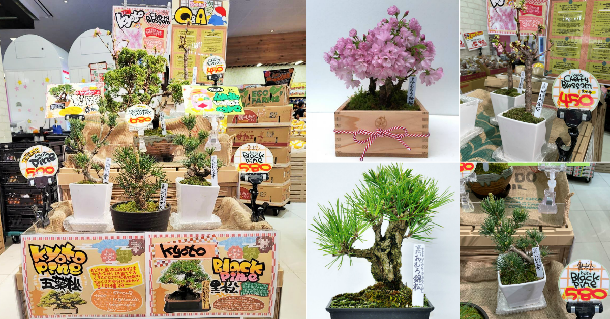 Don Don Donki Selling Cherry Blossom Bonsai So You Don't Have To Fly To Japan To See Sakura