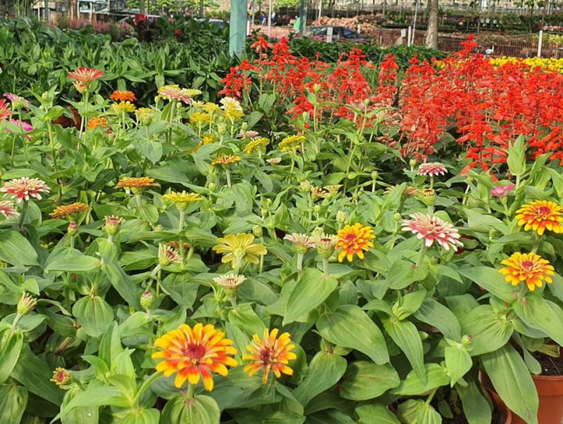 Plant and garden nursery in Choa Chu Kang sells 4-for-$10 succulents