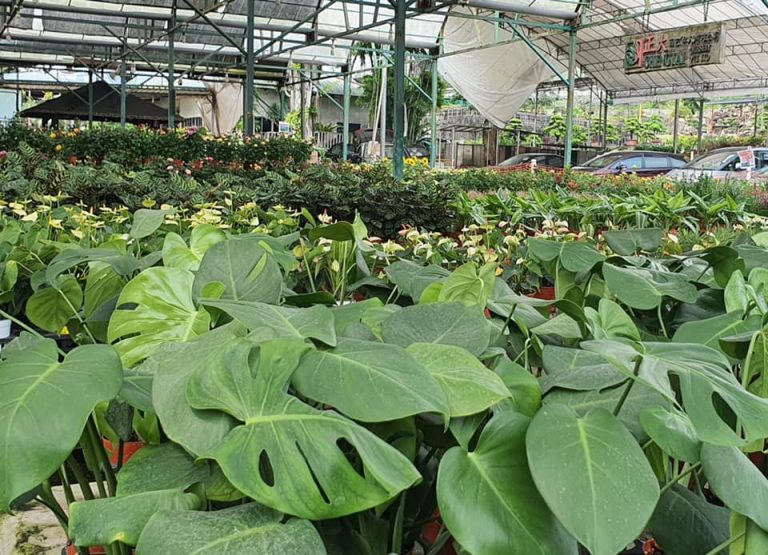 Plant and garden nursery in Choa Chu Kang sells 4-for-$10 succulents