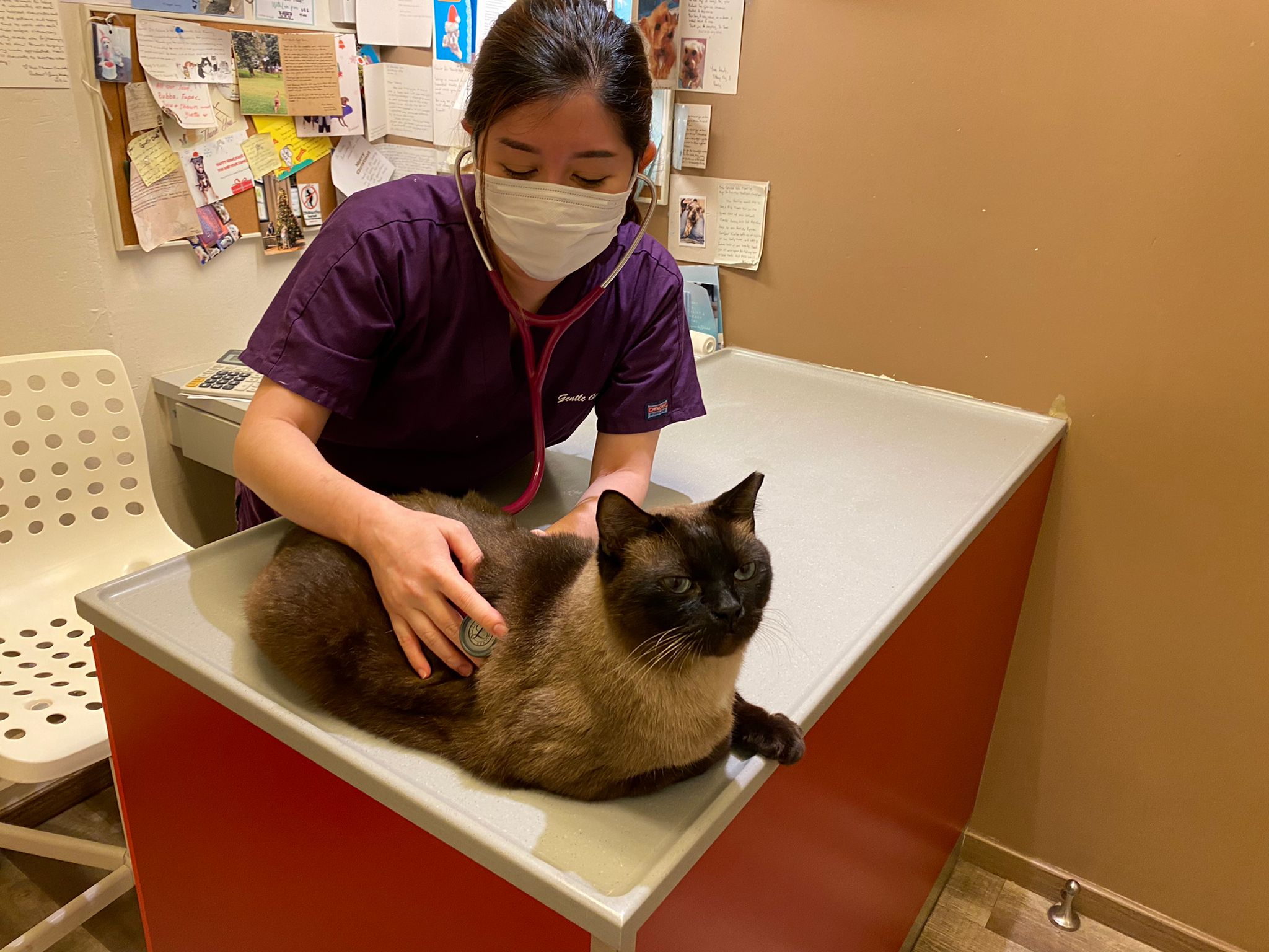 Journalist-turned-veterinarian Amanda Tan