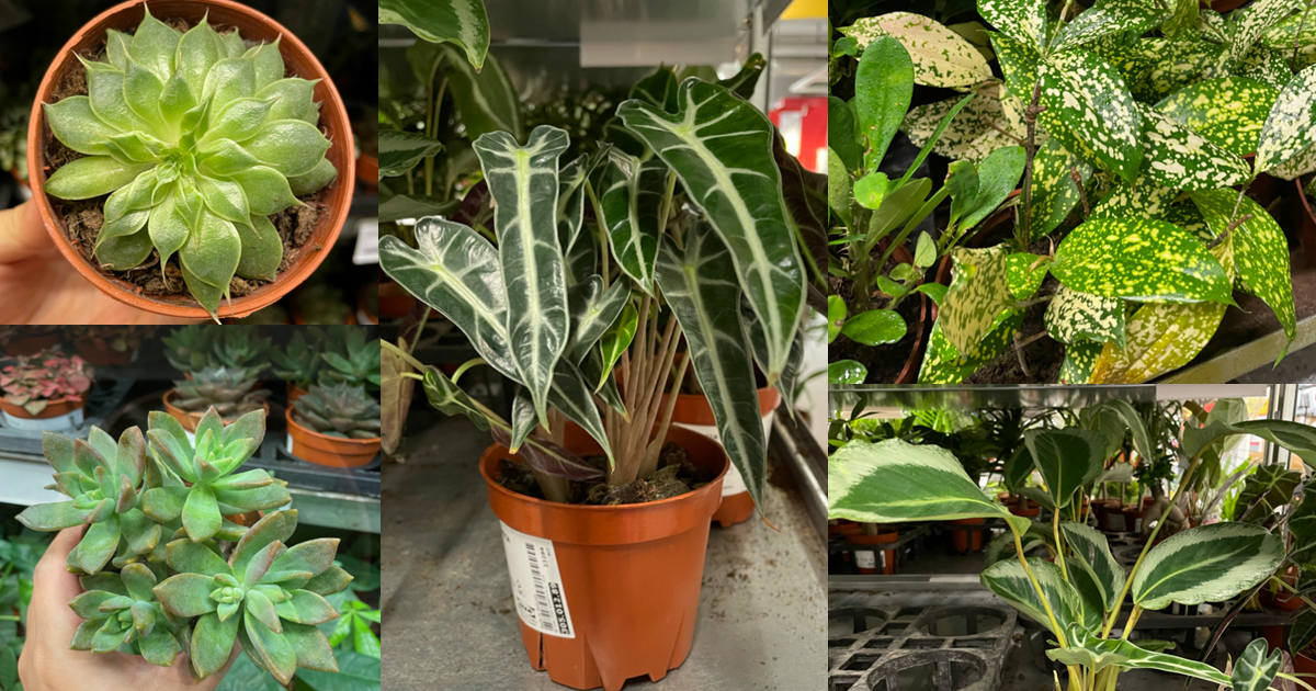 IKEA has potted plants on sale, has $6.90 Monstera Deliciosa, $2.90 Money Plant, $4.90 Succulents & More