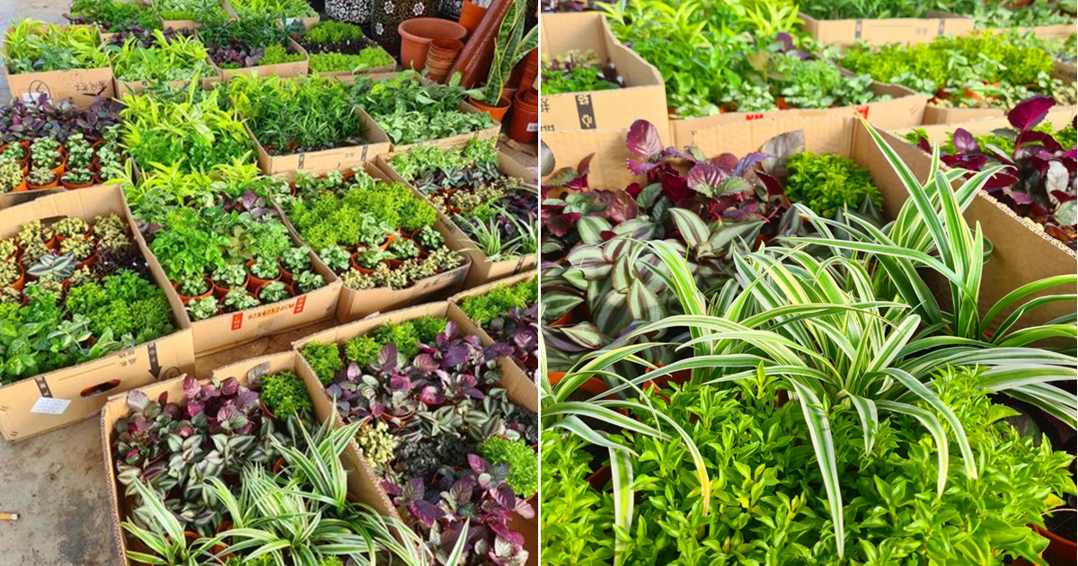 Plant and garden nursery in Sungei Tengah sells over 30 types of potted plants at $2 each