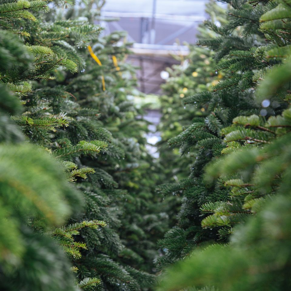 Visit These 5 Places To Buy Real Christmas Trees & Decorations In