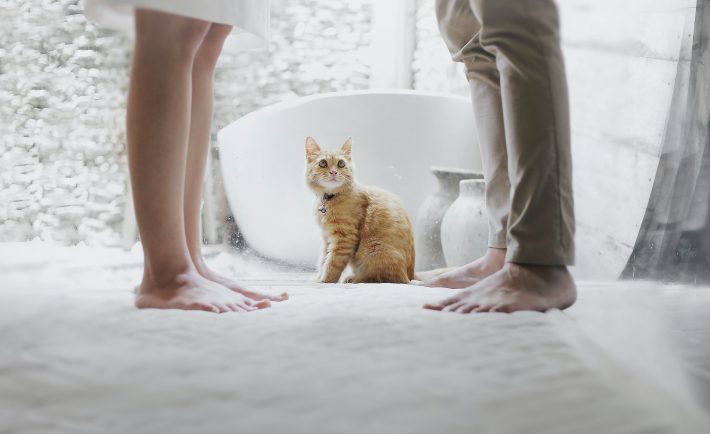 a cat looking at its owners