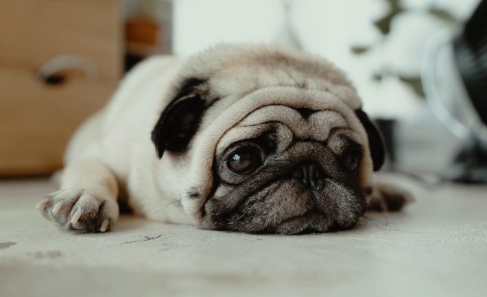 sad-looking pug
