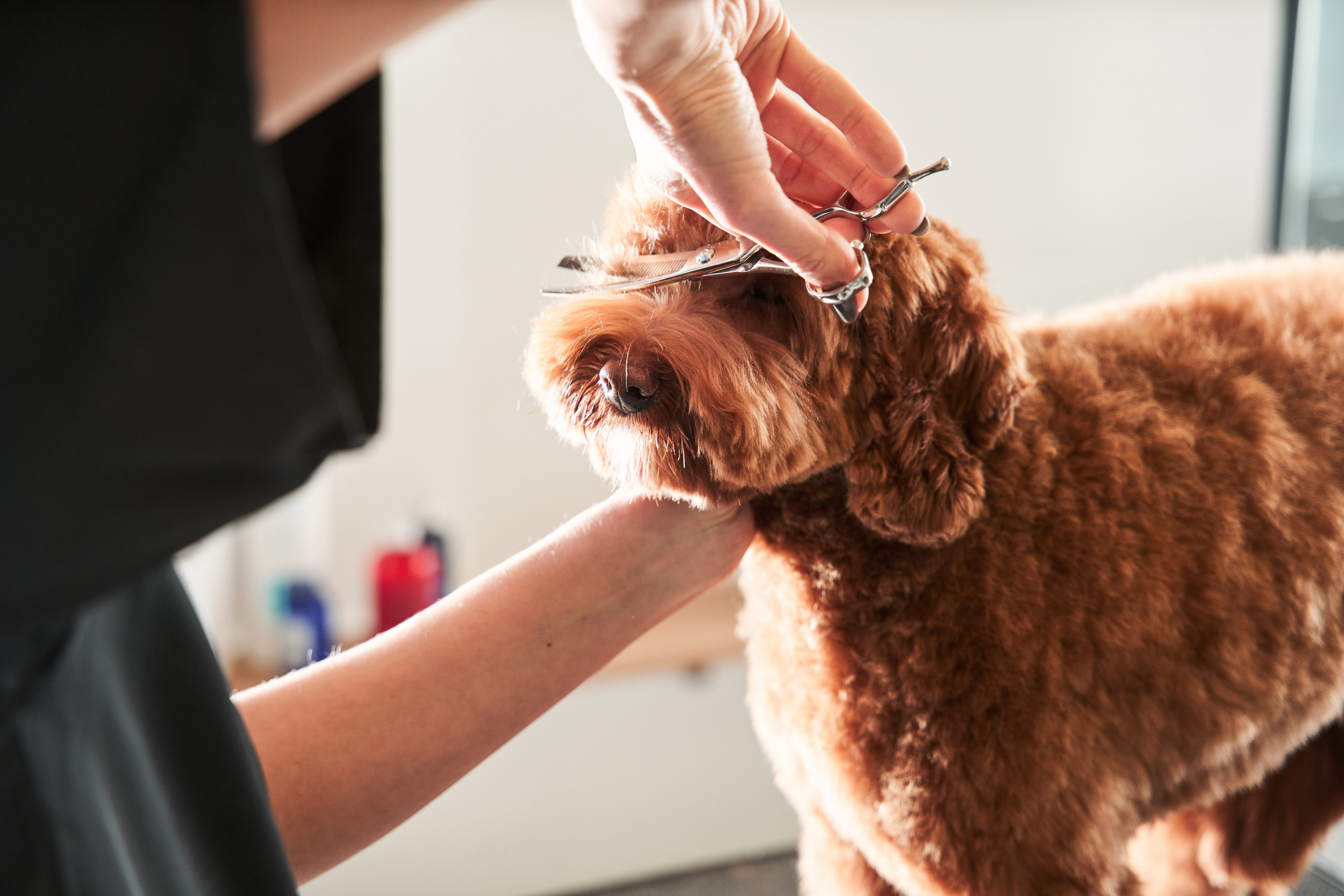 grooming a dog