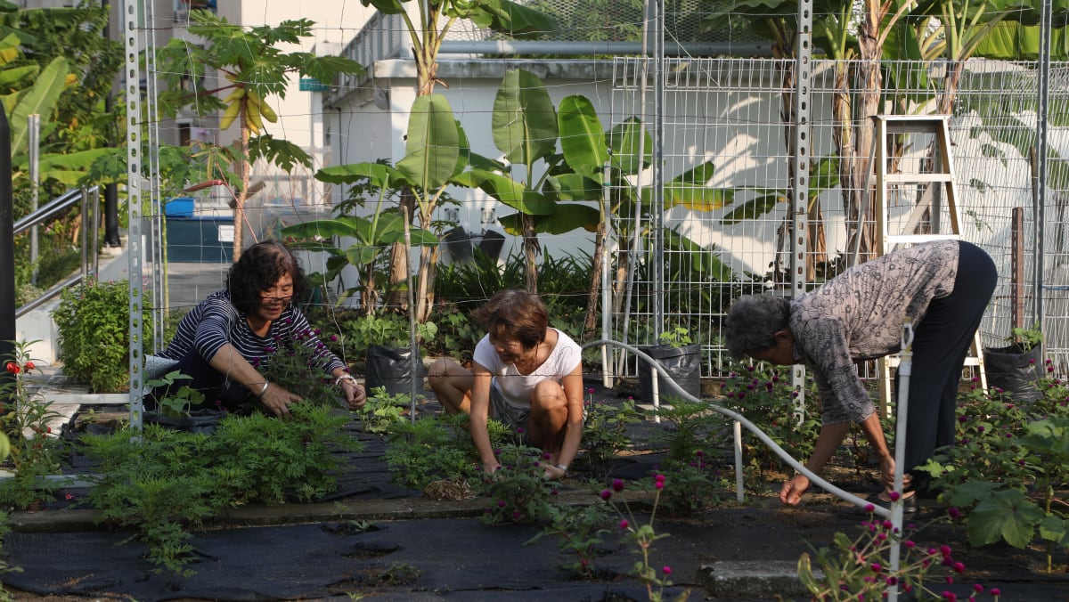 seniors gardening