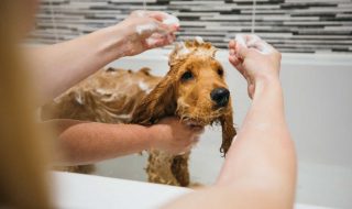 showering a puppy