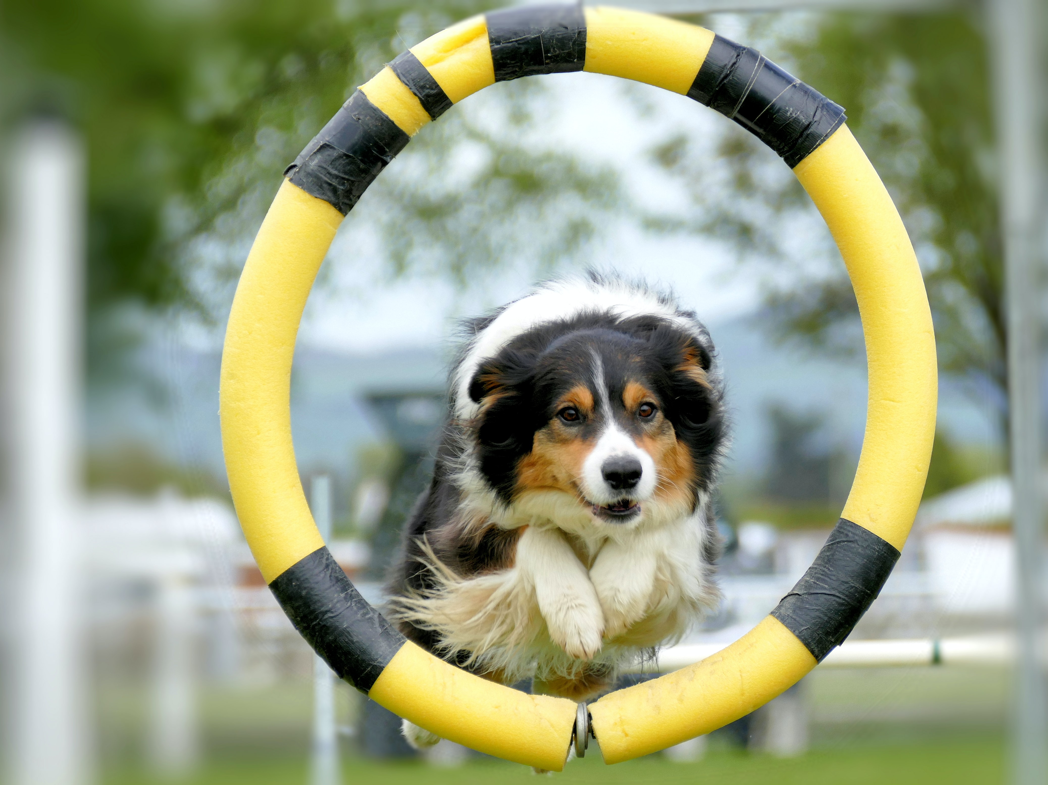 a dog jumping through the hook