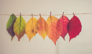 assorted colored leaves