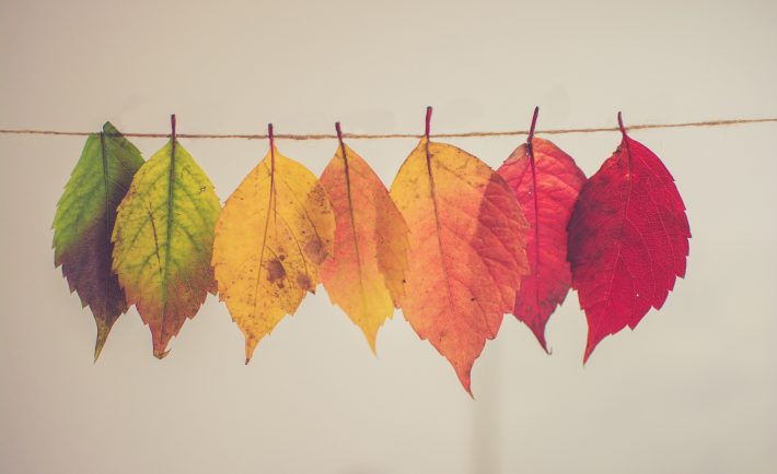 assorted colored leaves