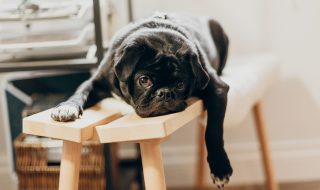 black pug puppy