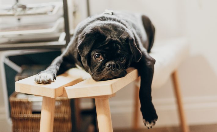 black pug puppy