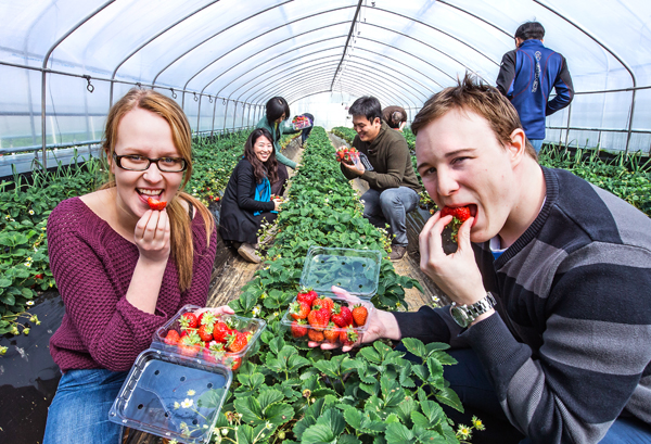 strawberry picking