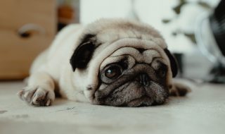 resting pug puppy on the floor