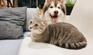 a cat and dog in the living room