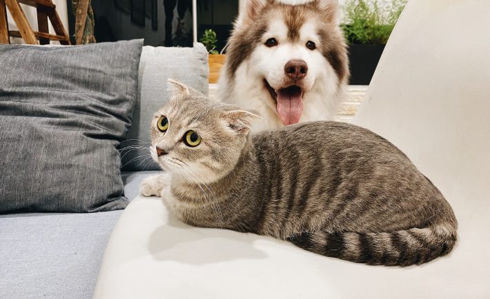 a cat and dog in the living room