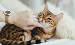 hand touching a cat