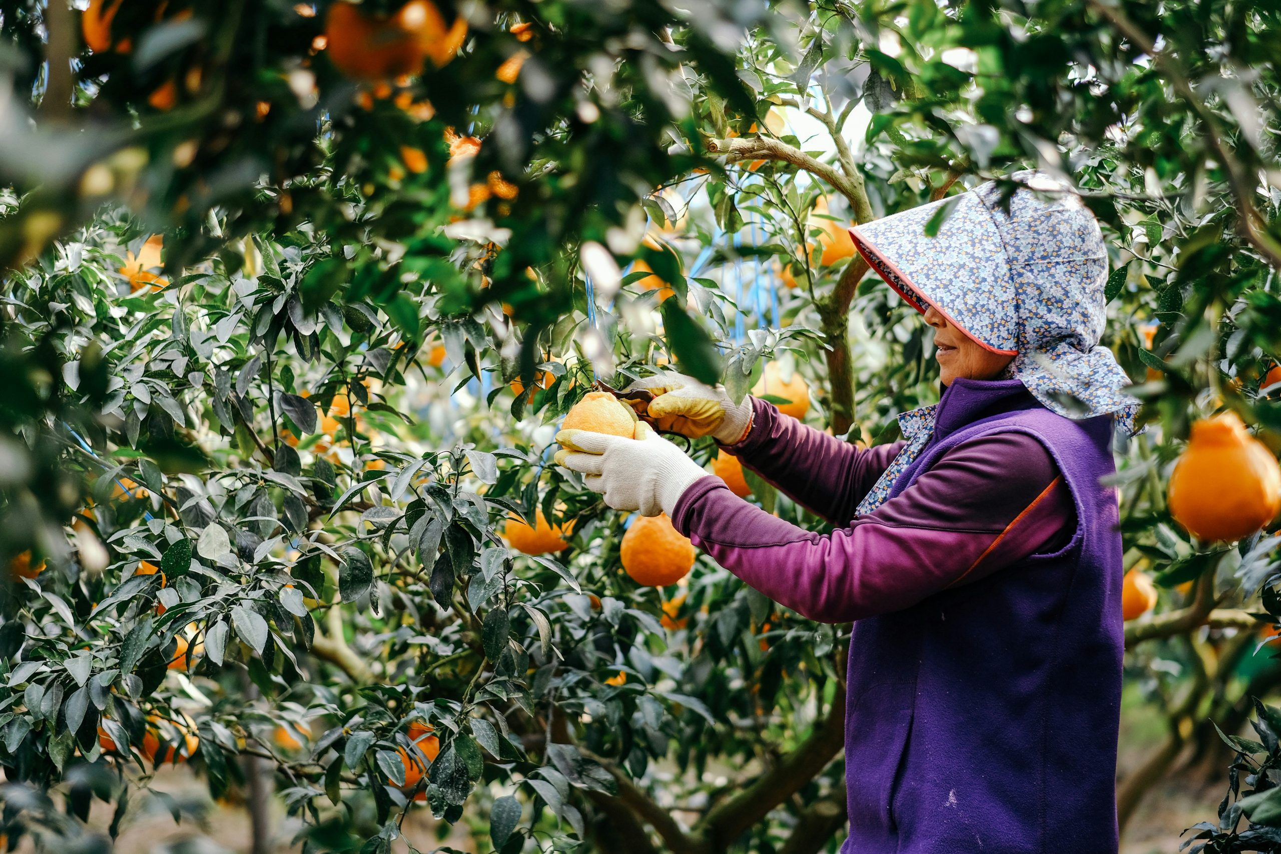 Woman harvesting tangerines
