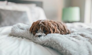 puppy in bed