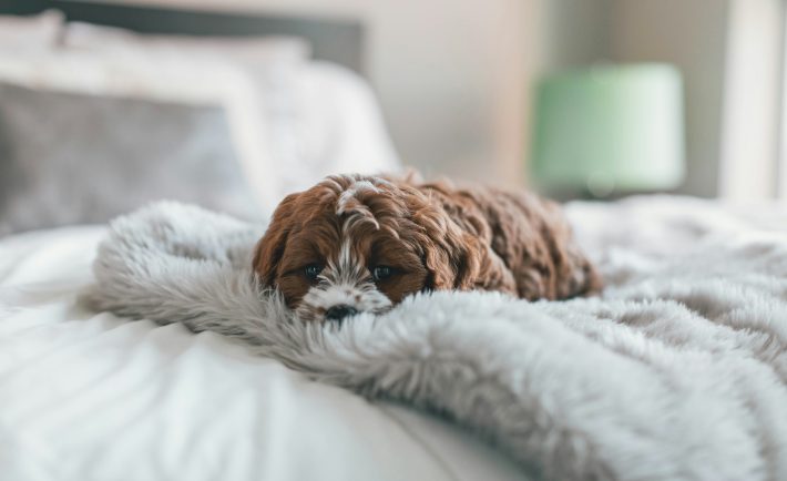 puppy in bed