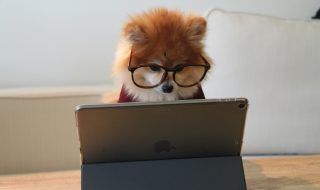 a dog in glasses looking at a tablet