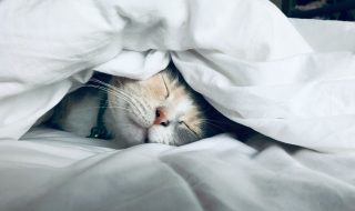 a cat sleeping underneath a blanket