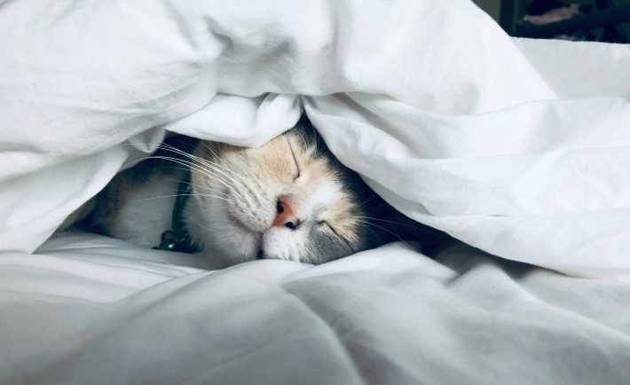 a cat sleeping underneath a blanket